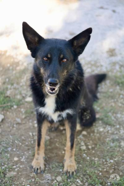 Hunde Ausland