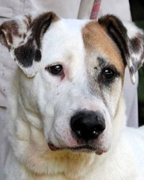Hunde Ausland