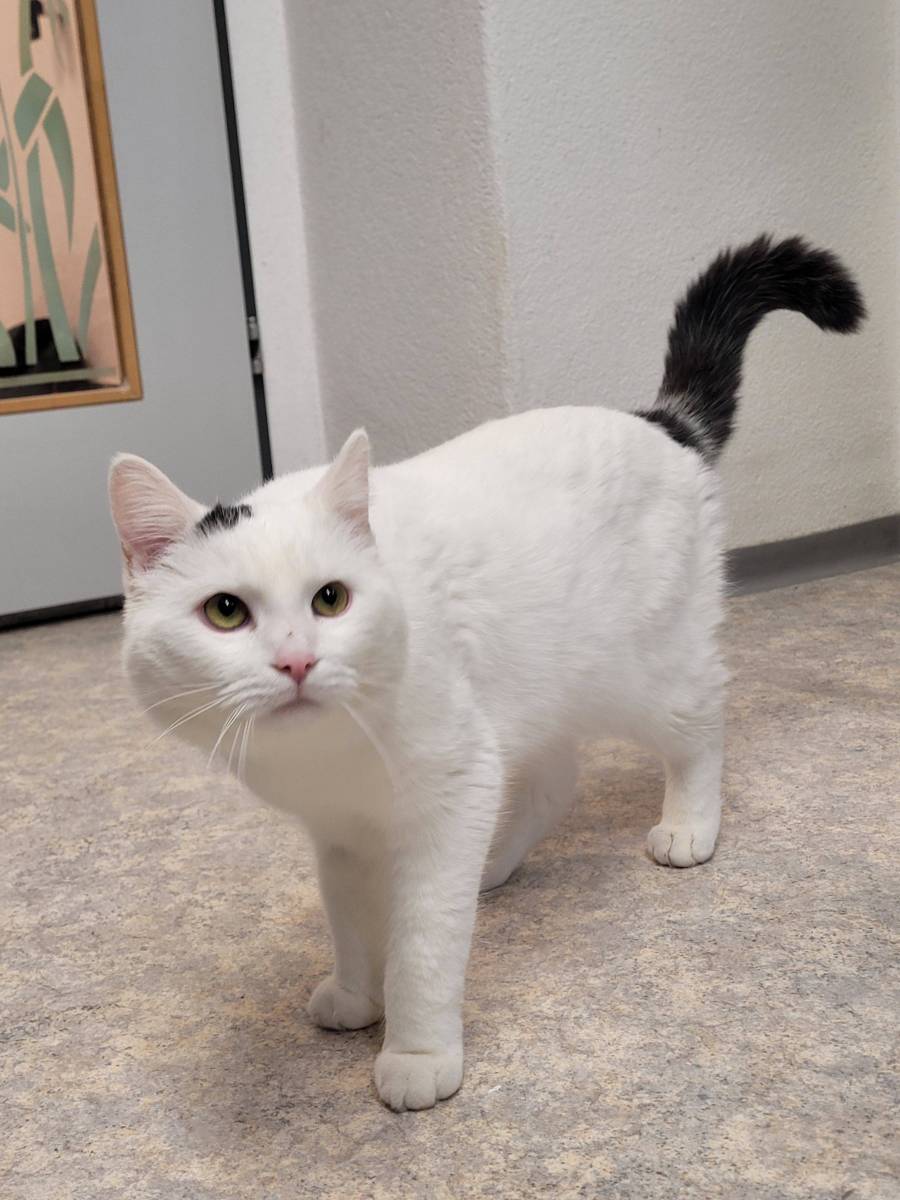Horus, Mischling – Katze zur Adoption in Nesslau (SG)