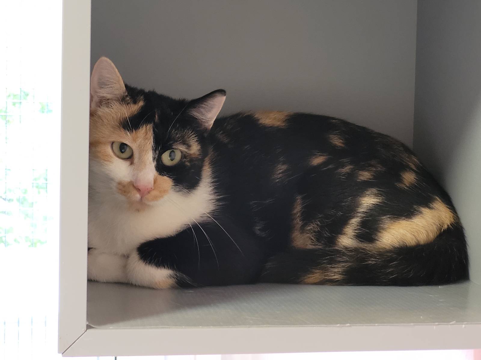 Orina, Mischling – Katze zur Adoption in Nesslau (SG)