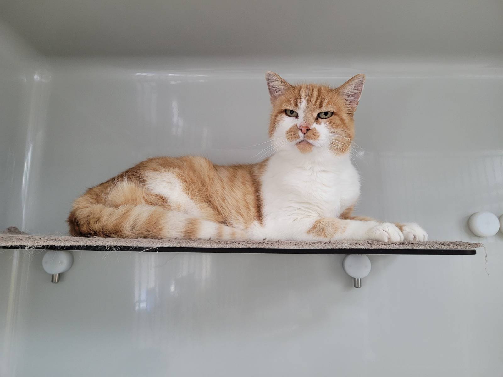 Twix, Mischling – Katze zur Adoption in Nesslau (SG)