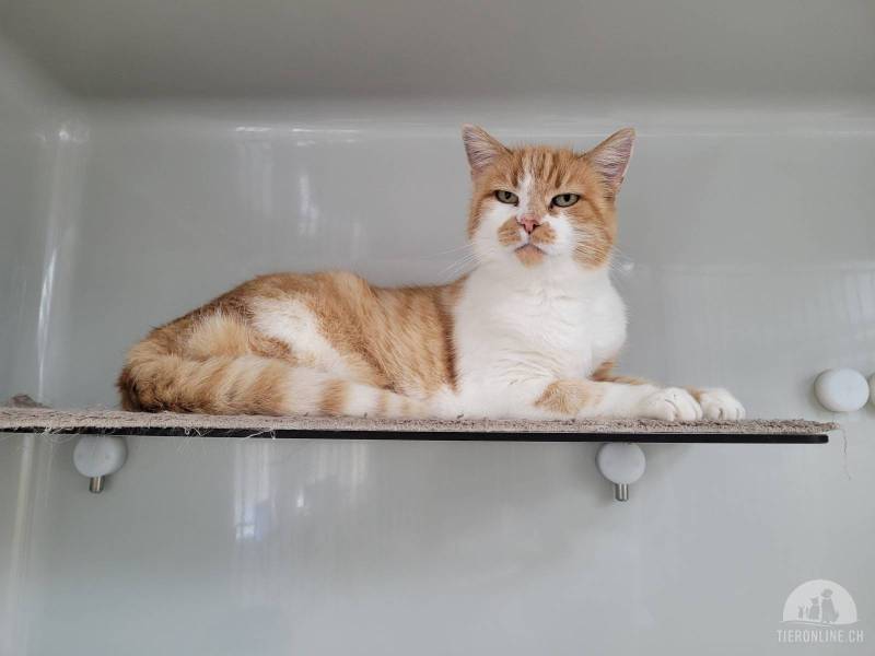 Katzen Schweiz