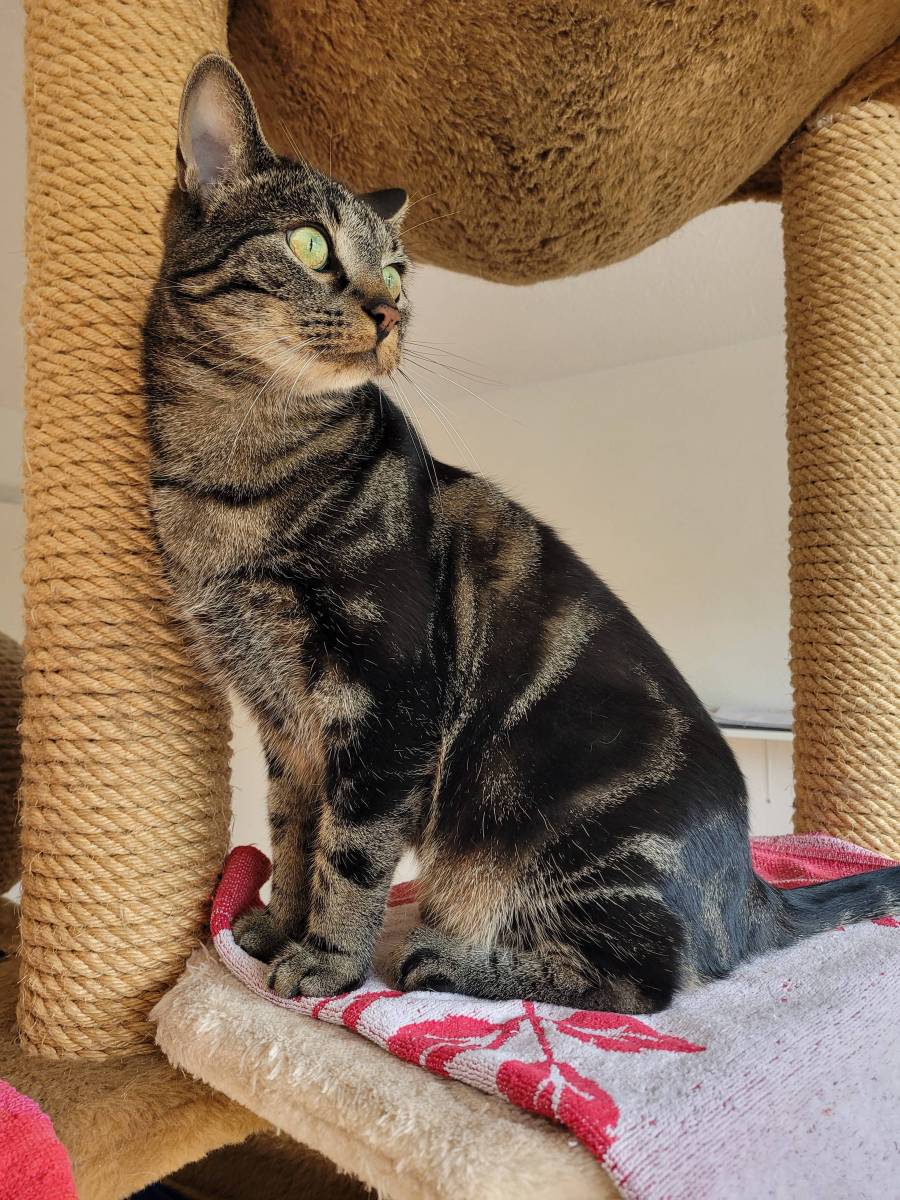 Zoran, Mischling – Katze zur Adoption in Nesslau (SG)