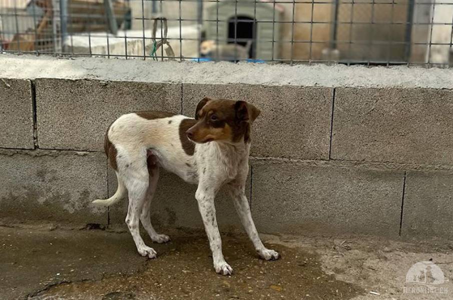 Hunde Deutschland