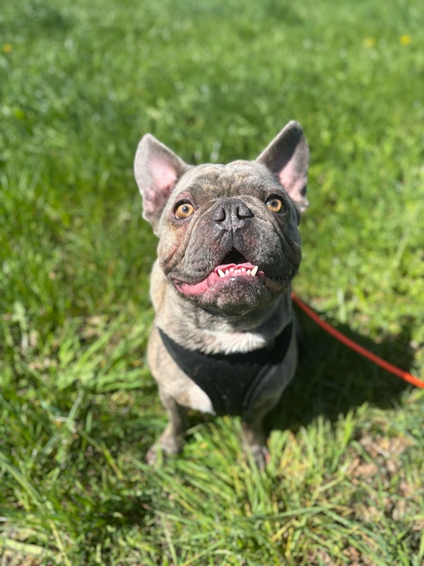 Bubi, Französische Bulldogge – Hund zur Adoption im Kanton Bern
