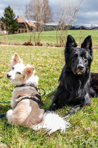 Hunde Schweiz