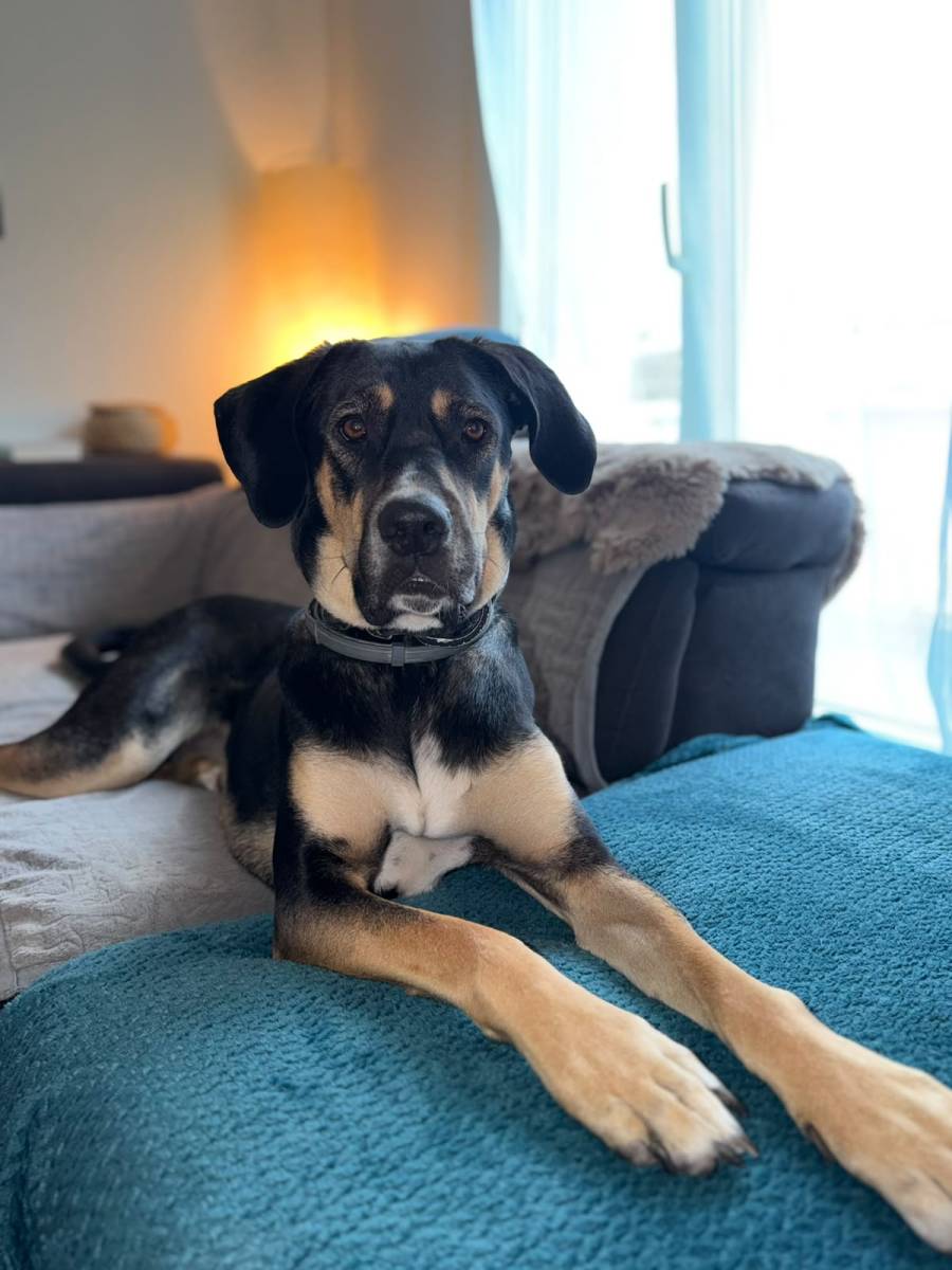 Bella, Mischling – Hund zur Adoption im Kanton Bern