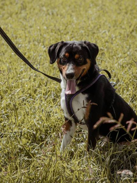 Hunde Schweiz