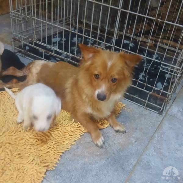 Hunde Ausland