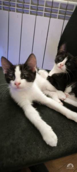 Katzen Ausland