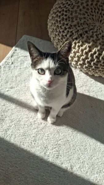 Kila - Charakterkatze mit Herz
