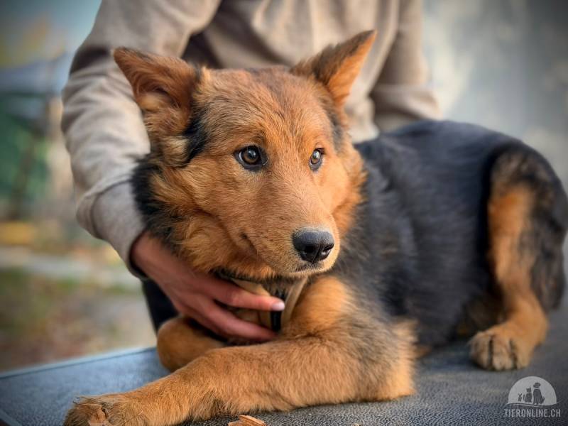 Hunde Ausland