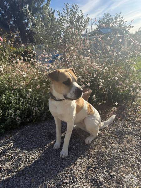 Hunde Schweiz