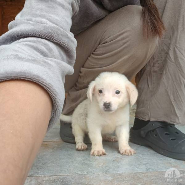 Hunde Ausland
