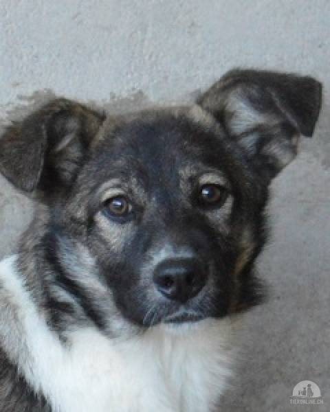 Hunde Ausland