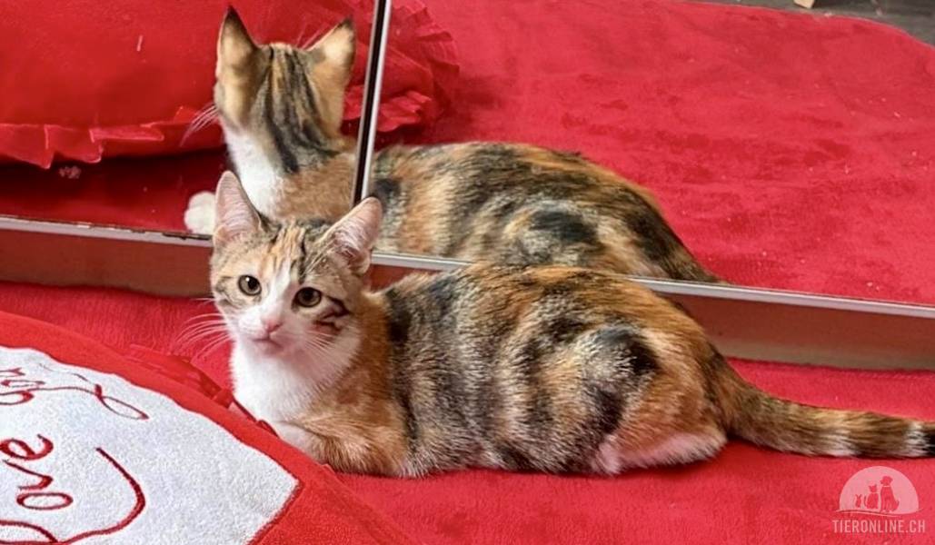 Katzen Ausland
