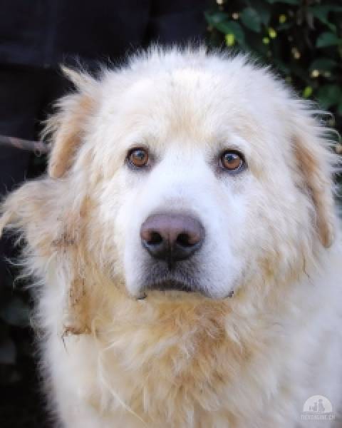 Hunde Ausland