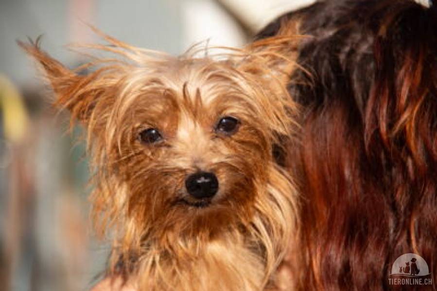 Hunde Ausland