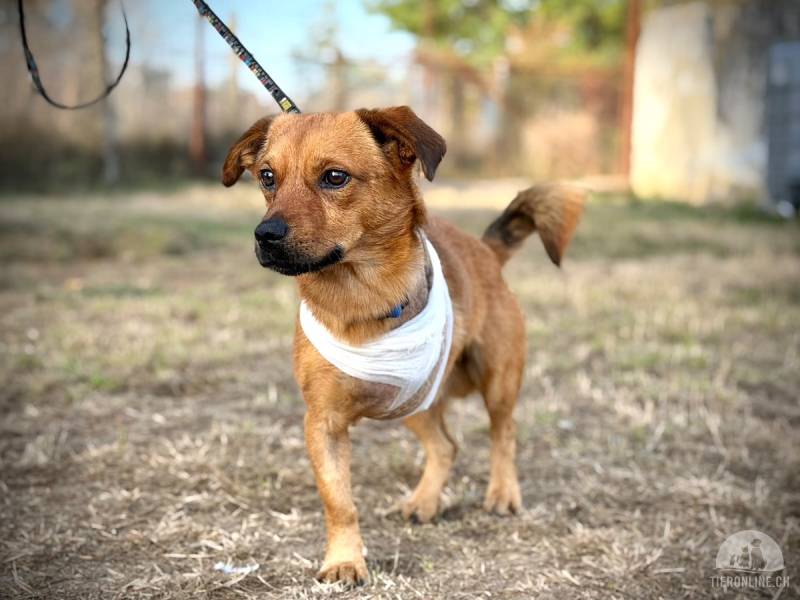 Hunde Ausland