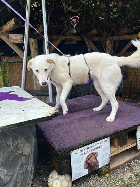 Hunde Schweiz