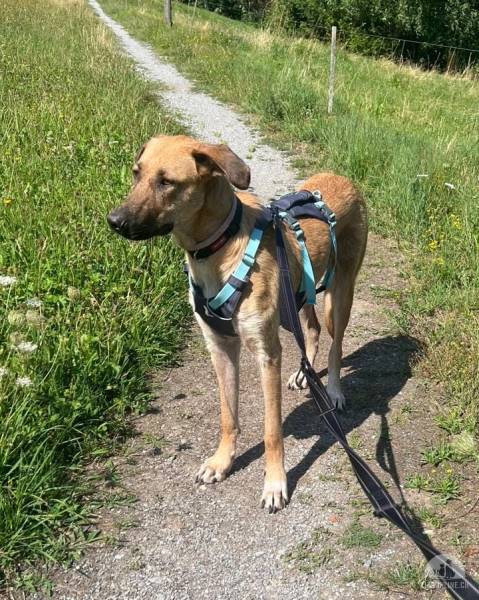 Hunde Schweiz