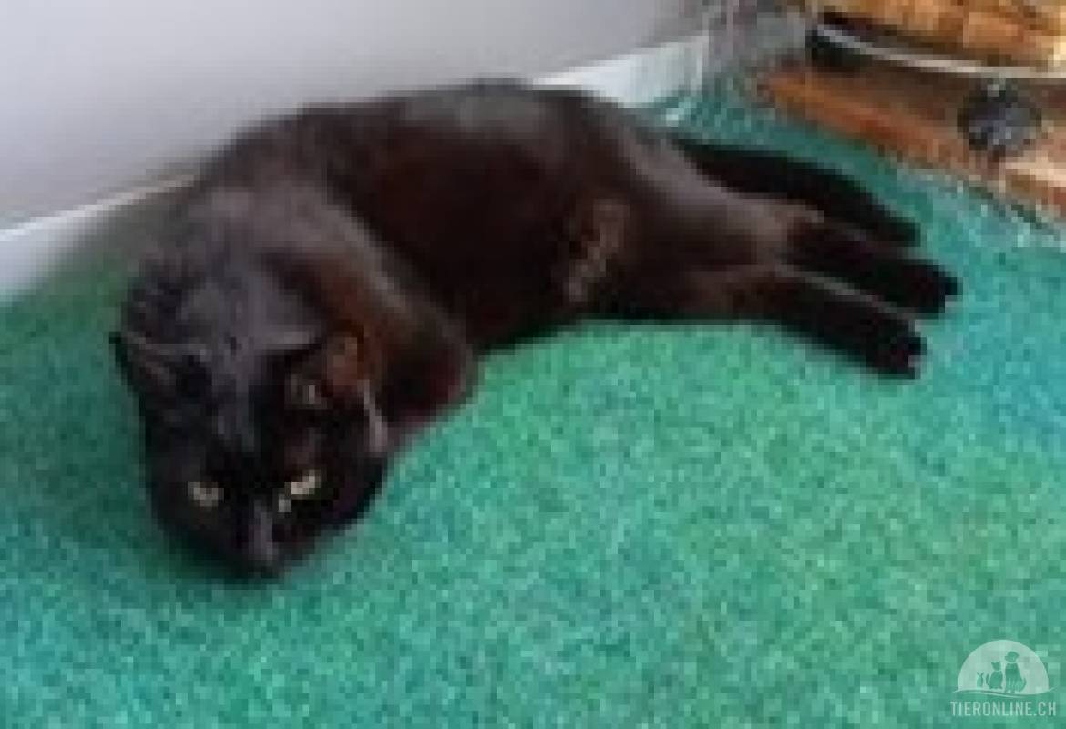 Blacky 12j. sucht ein neues zuhause mit Freigang