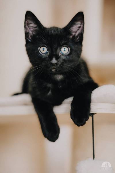 Nuela & Mikesch – das verspielte Kitten-Duo