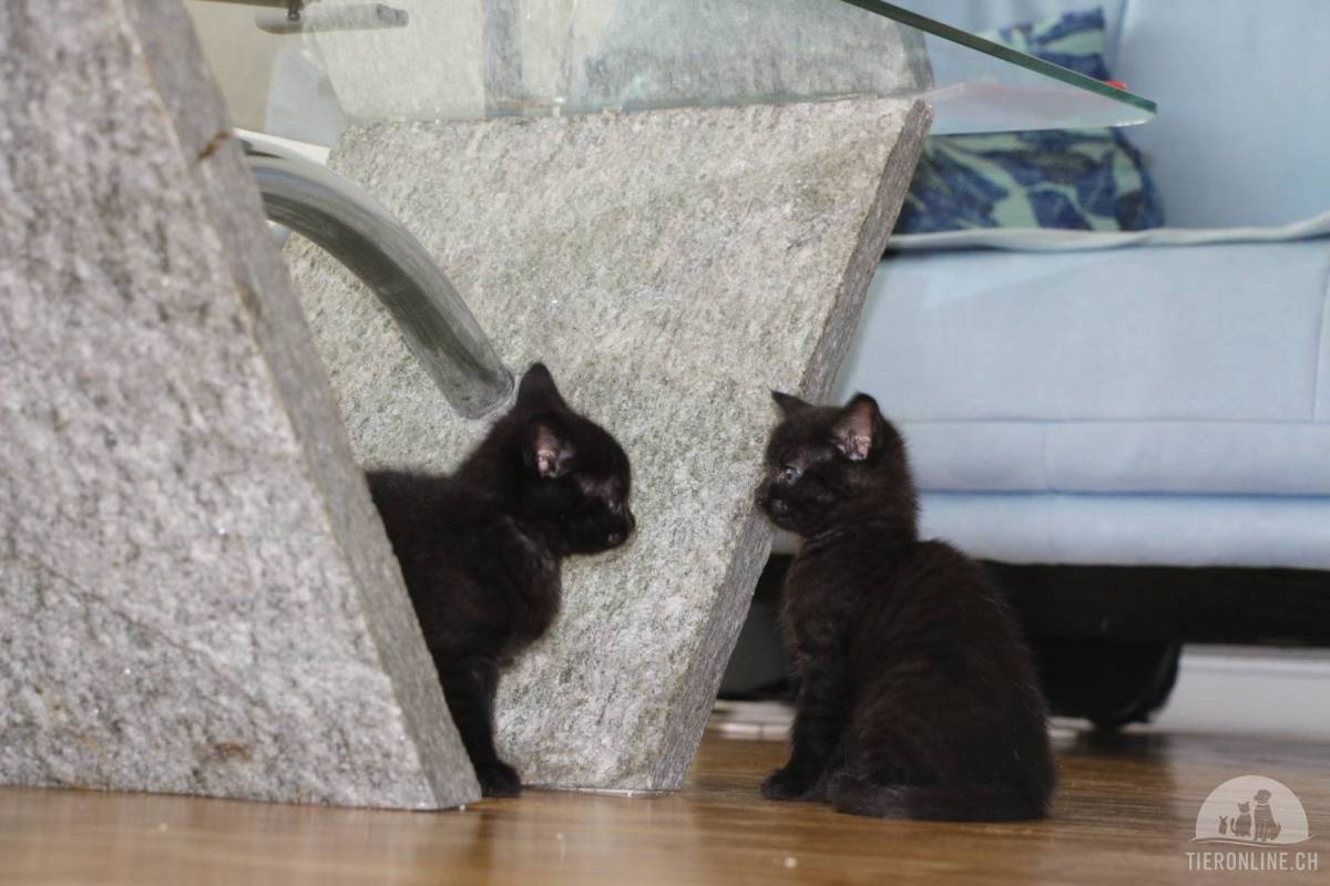 Nuela & Mikesch – das verspielte Kitten-Duo