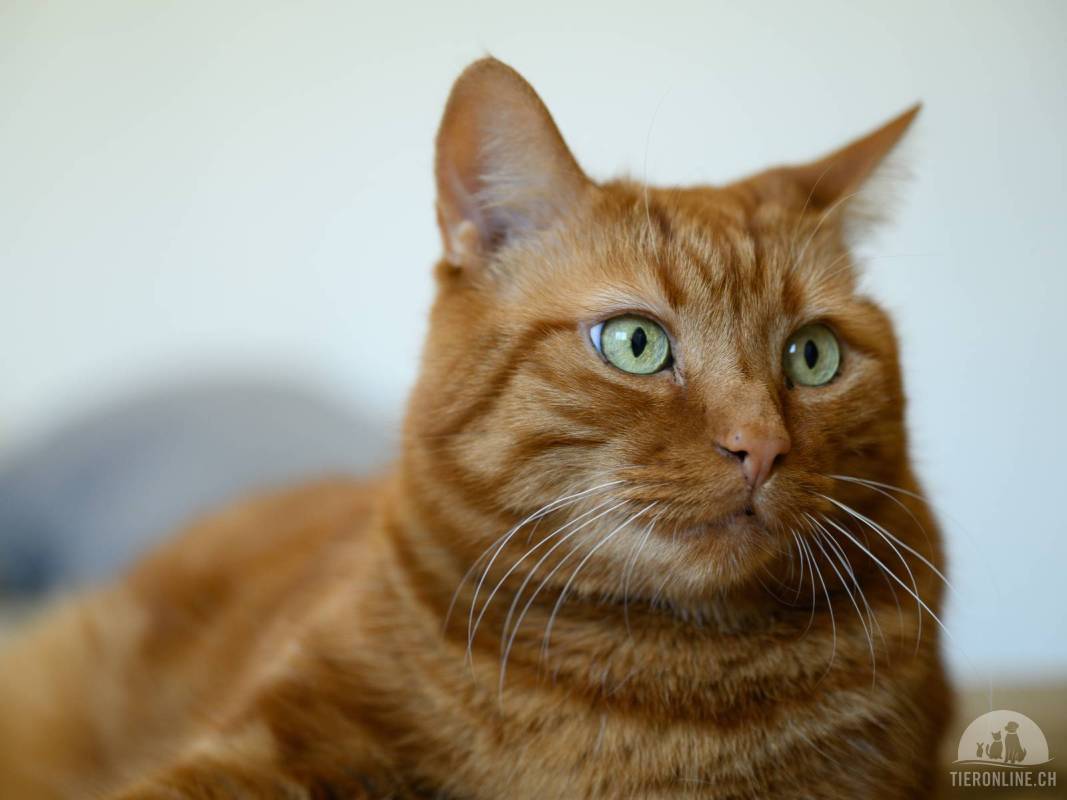 Luca – unser roter Kater mit grossem Schmusefaktor