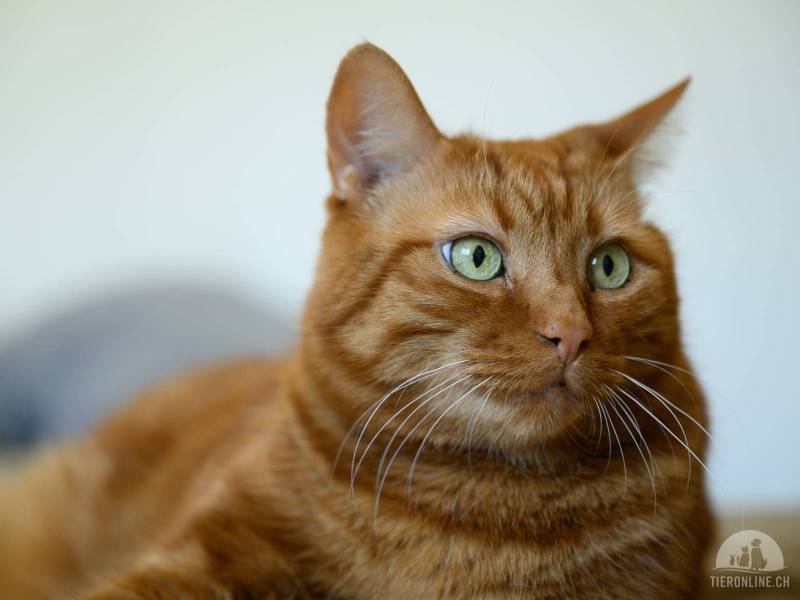 Katzen Schweiz