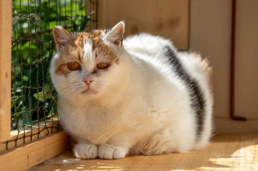 Katzen Schweiz