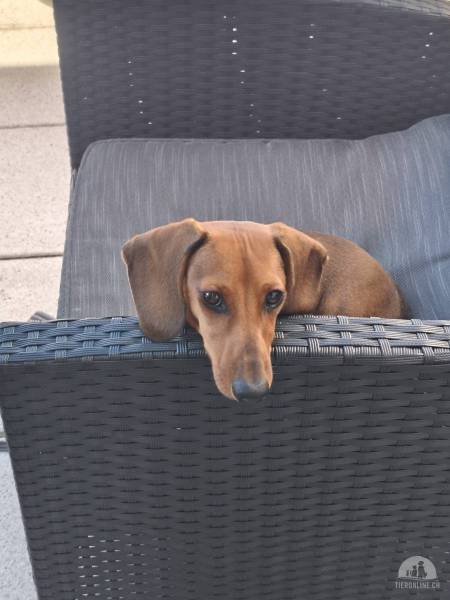 Hunde Schweiz