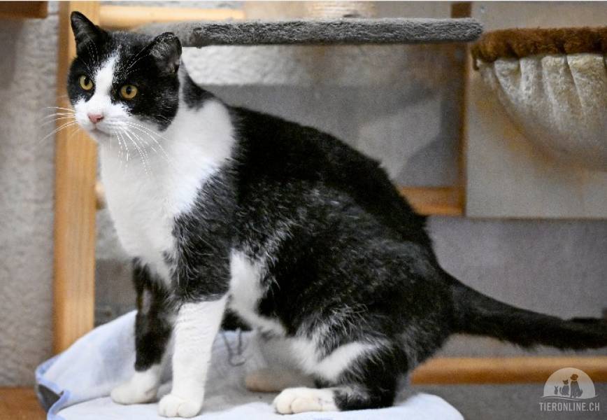 Katzen Schweiz