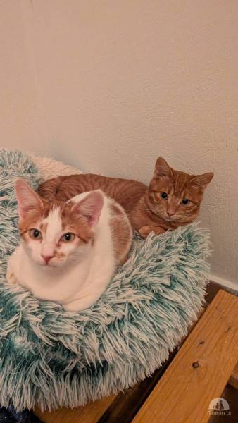 Katzen Ausland