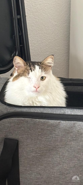 Katzen Schweiz