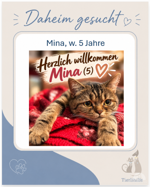 Katzen Schweiz