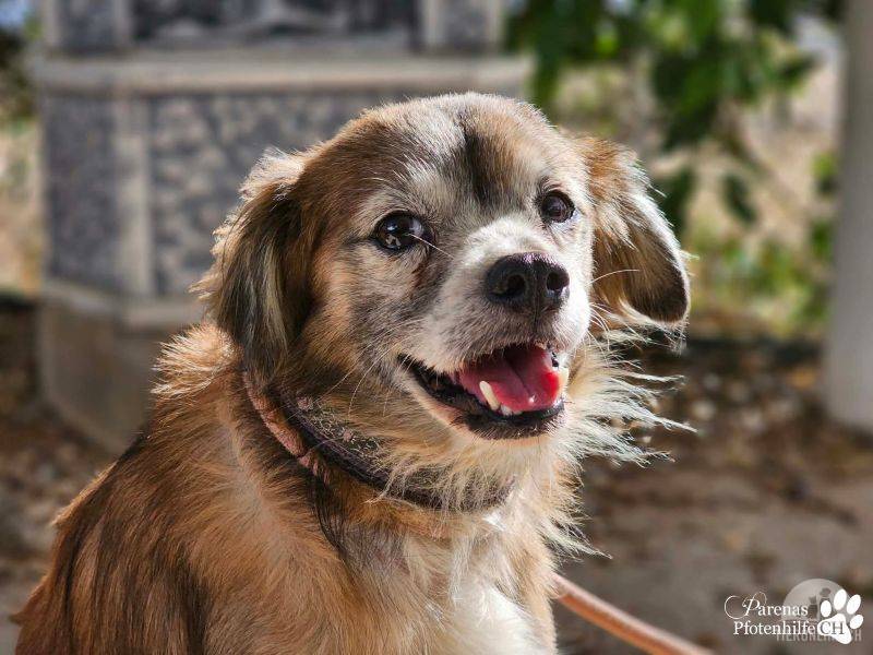 Hunde Ausland