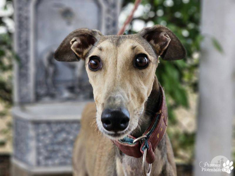Hunde Ausland