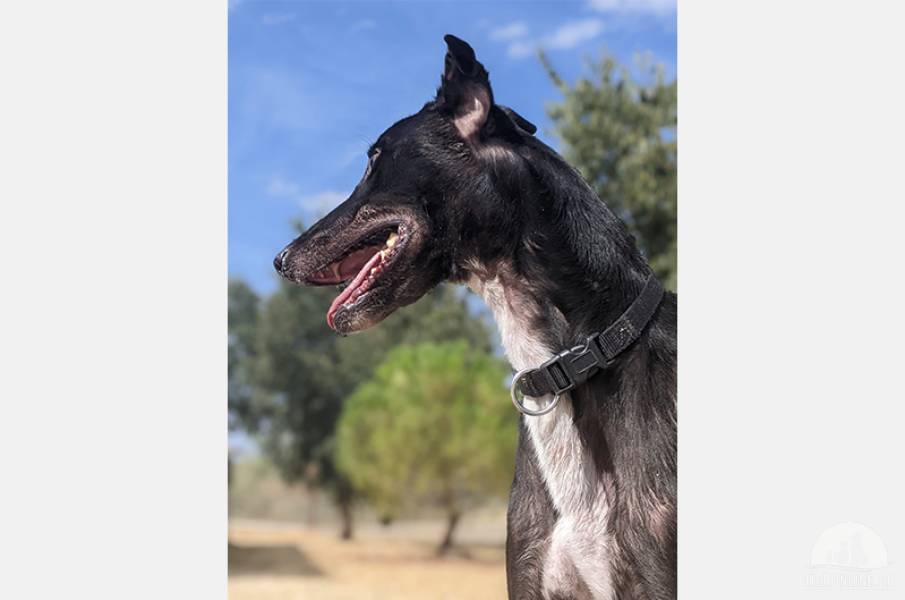 Hunde Ausland