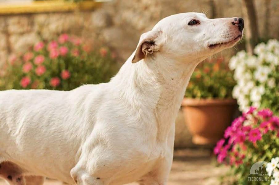 Hunde Ausland