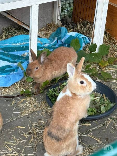Nagetiere