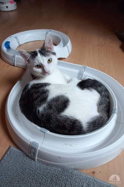 Katzen Schweiz