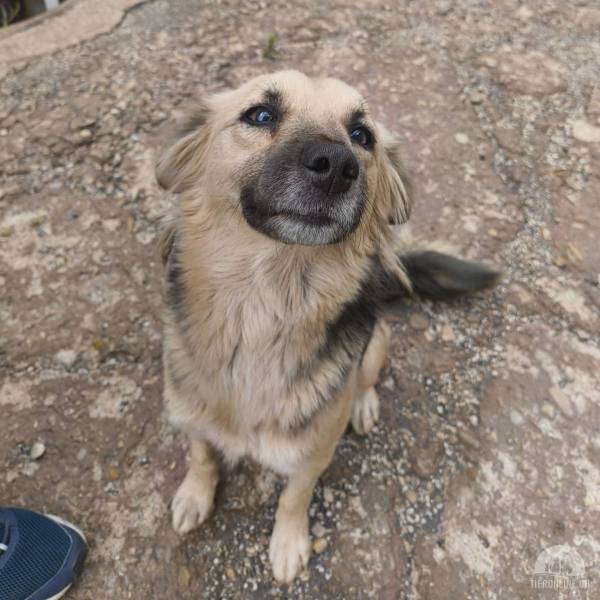 Hunde Ausland