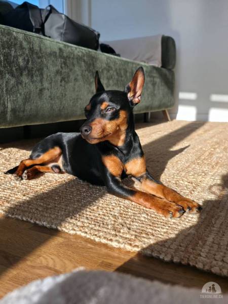 Hunde Schweiz