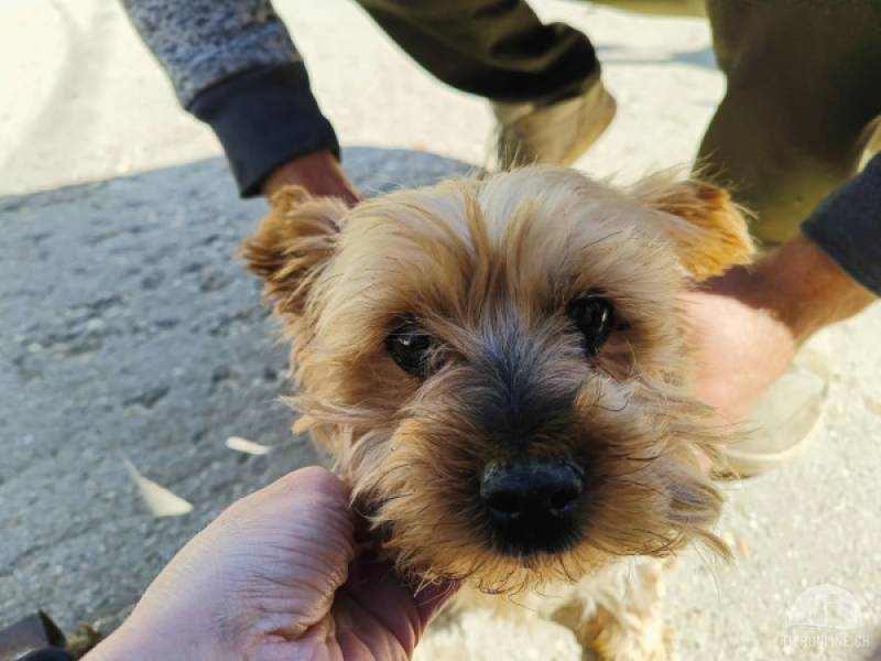Hunde Schweiz