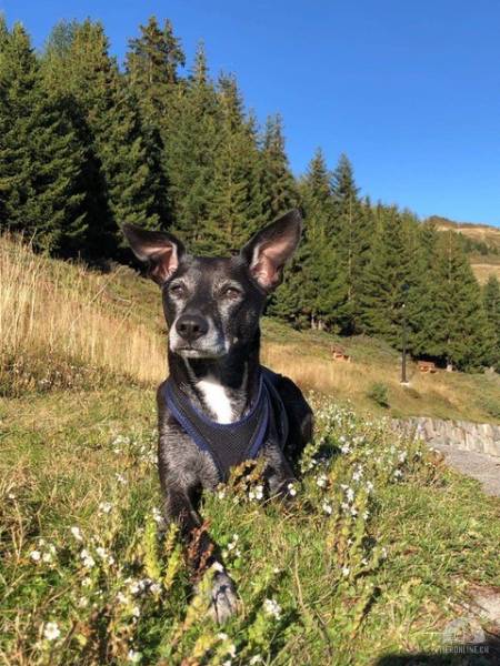 Hunde Schweiz