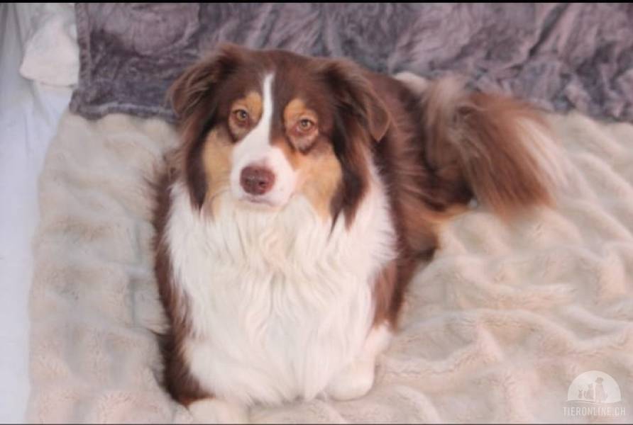 Hunde Schweiz