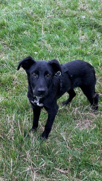Hunde Schweiz