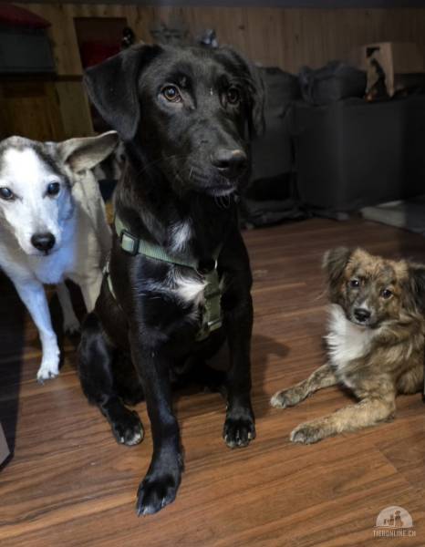 Hunde Schweiz