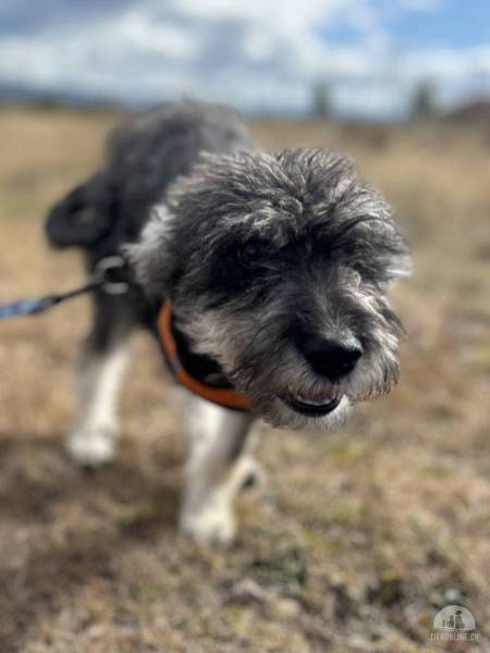 Hunde Ausland